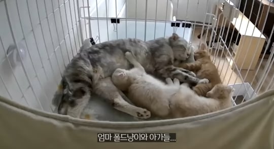 품종묘를 유기 후 일어난 나비효과 | 인스티즈
