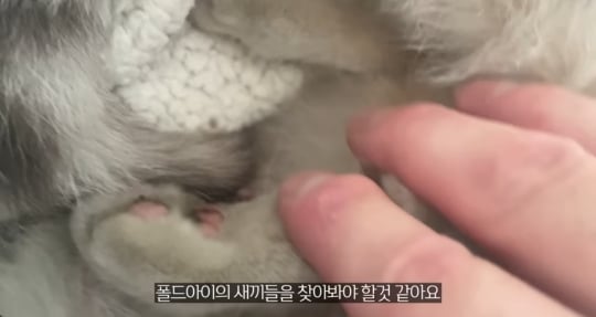 품종묘를 유기 후 일어난 나비효과 | 인스티즈
