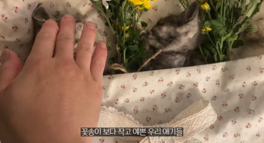 품종묘를 유기 후 일어난 나비효과 | 인스티즈