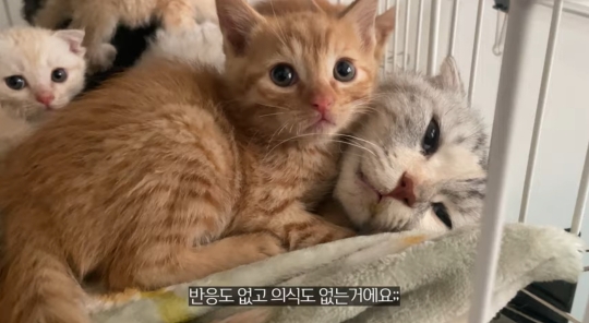품종묘를 유기 후 일어난 나비효과 | 인스티즈