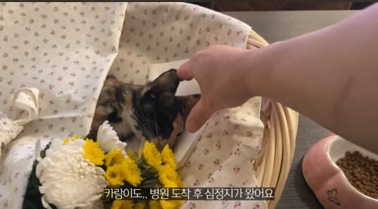 품종묘를 유기 후 일어난 나비효과 | 인스티즈