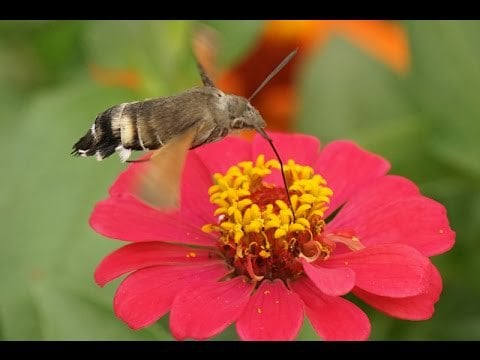 우리나라 사람들이 벌새로 오해하는 곤충 (곤충 사진 주의) | 인스티즈