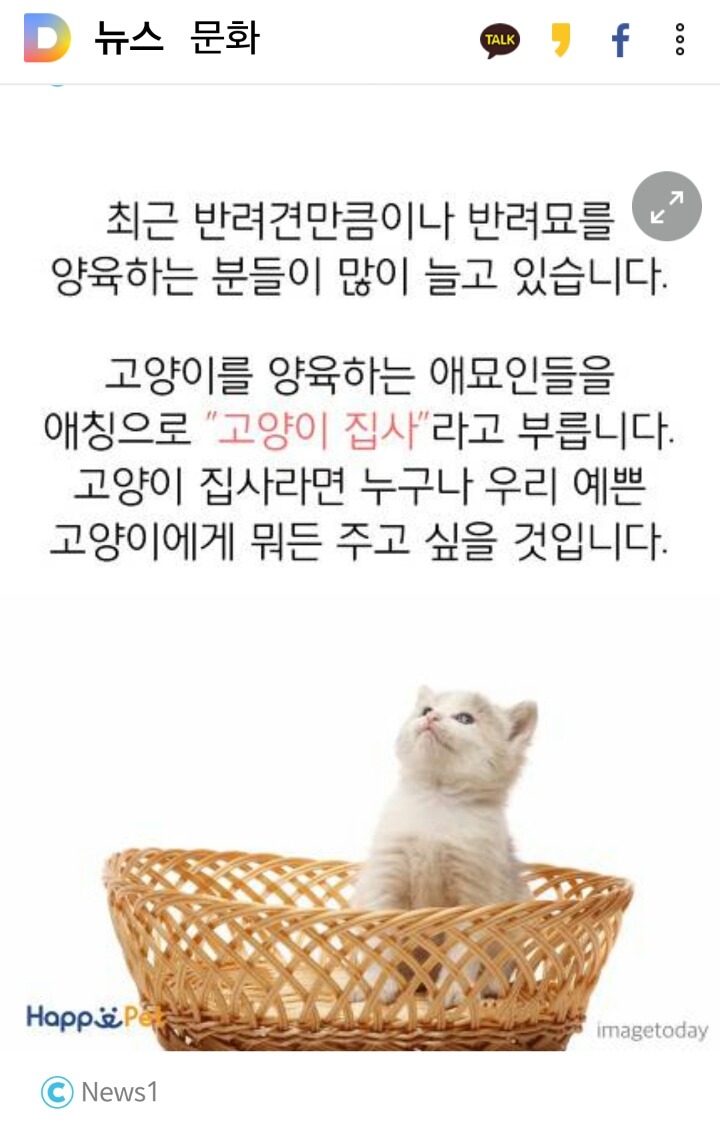 위험해요! 고양이가 먹으면 안 되는 음식들 | 인스티즈