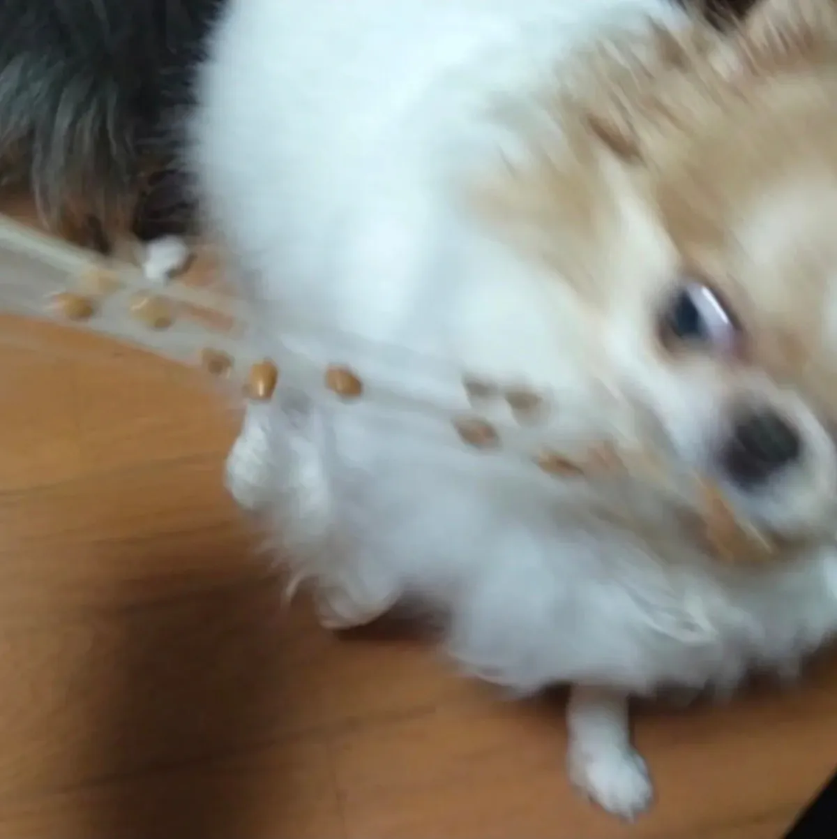 쓰레드 88만 조회수 강아지 | 인스티즈