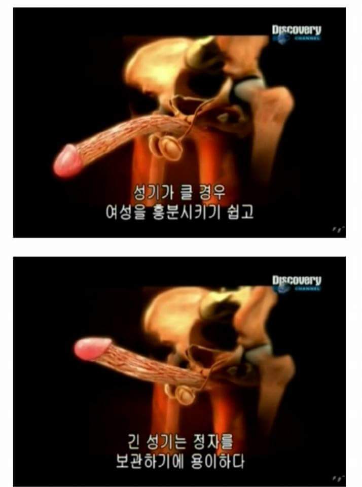 남성의 성기가 크고 굵은 이유 | 인스티즈