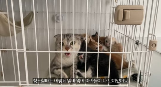 품종묘를 유기 후 일어난 나비효과 | 인스티즈