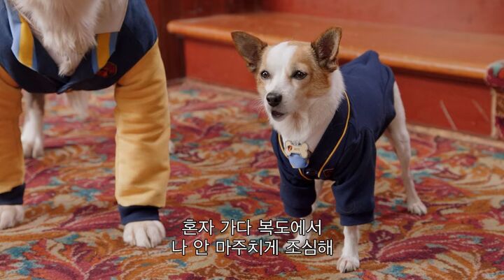 넷플릭스의 강아지 드라마 '퍼피 아카데미' | 인스티즈