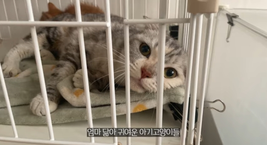 품종묘를 유기 후 일어난 나비효과 | 인스티즈