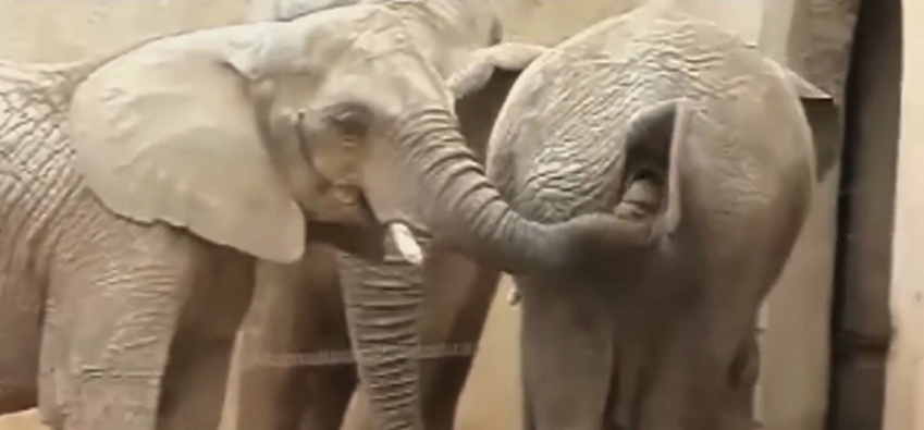 우리가 몰랐던 동물들의 기묘한 성욕 (다소 놀라움 주의) | 인스티즈