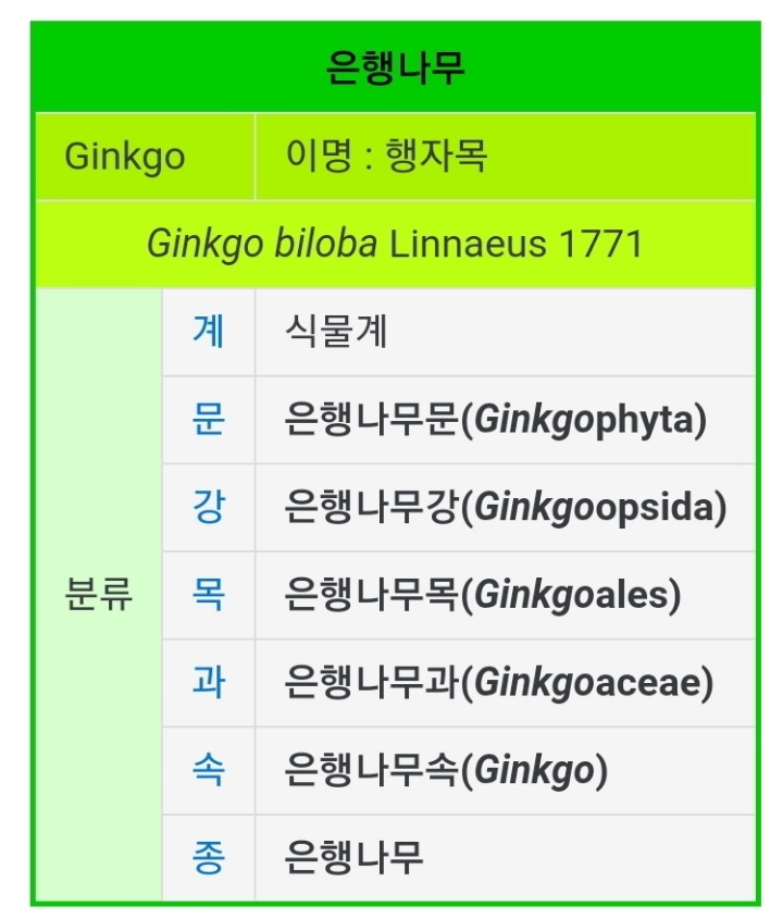 은행나무의 위엄 | 인스티즈