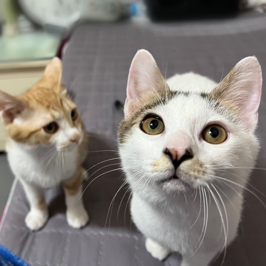 (입양홍보) 견과류 남매 중 혼자 남은 율무의 가족을 찾습니다‼️✨️🐱 | 인스티즈