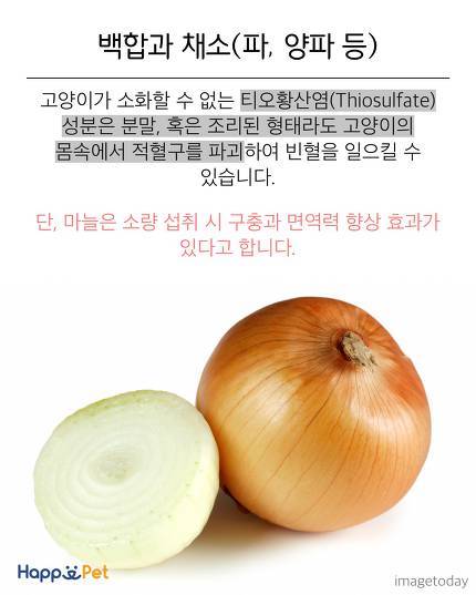 위험해요! 고양이가 먹으면 안 되는 음식들 | 인스티즈