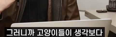 고양이가 사람을 밟고 지나가는 이유 | 인스티즈