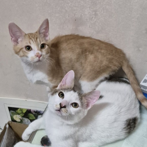 (입양홍보) 견과류 남매 중 혼자 남은 율무의 가족을 찾습니다‼️✨️🐱 | 인스티즈