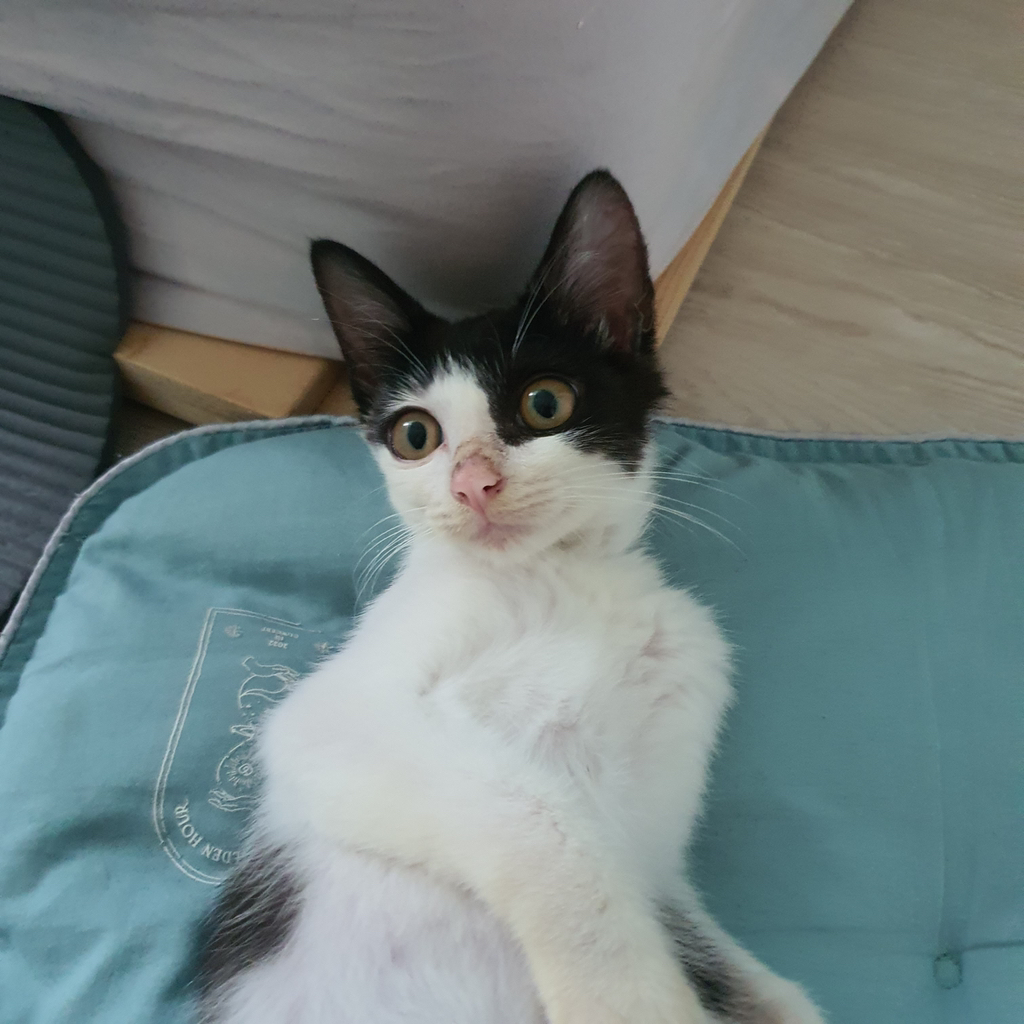 [입양홍보] 튼튼고영이 3개월령 '무만이' 입양 준비 갈 완료🐱 | 인스티즈