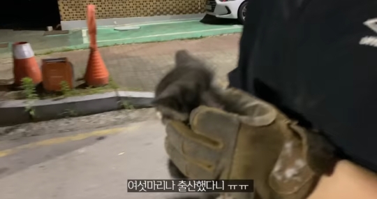품종묘를 유기 후 일어난 나비효과 | 인스티즈