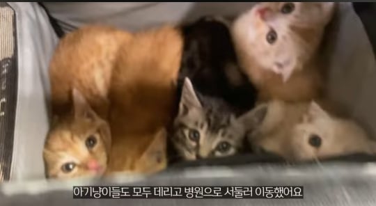 품종묘를 유기 후 일어난 나비효과 | 인스티즈