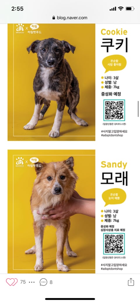 [입양홍보] 경기도 김포시 불법 개 사육장에서 구조된 개들의 가족이 되어주세요 (유튜브 애니멀봐에 올라왔던 사건) | 인스티즈