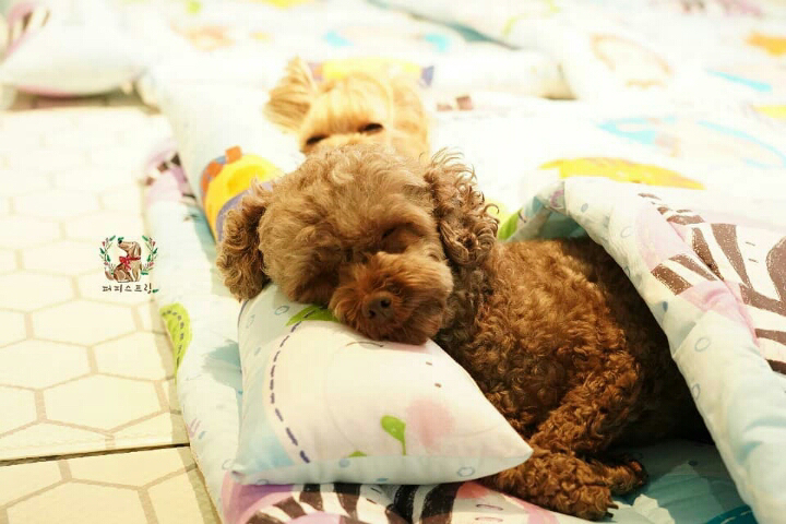 낮잠 자는 유치원 댕댕이들 봄이불로 바뀜 .jpg | 인스티즈