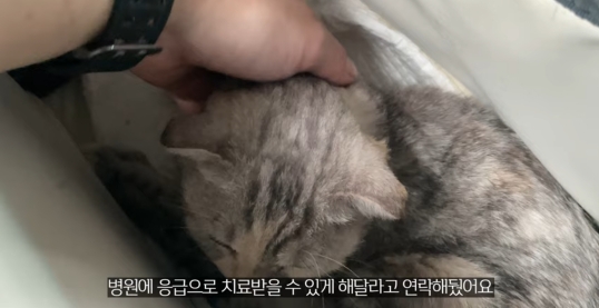 품종묘를 유기 후 일어난 나비효과 | 인스티즈