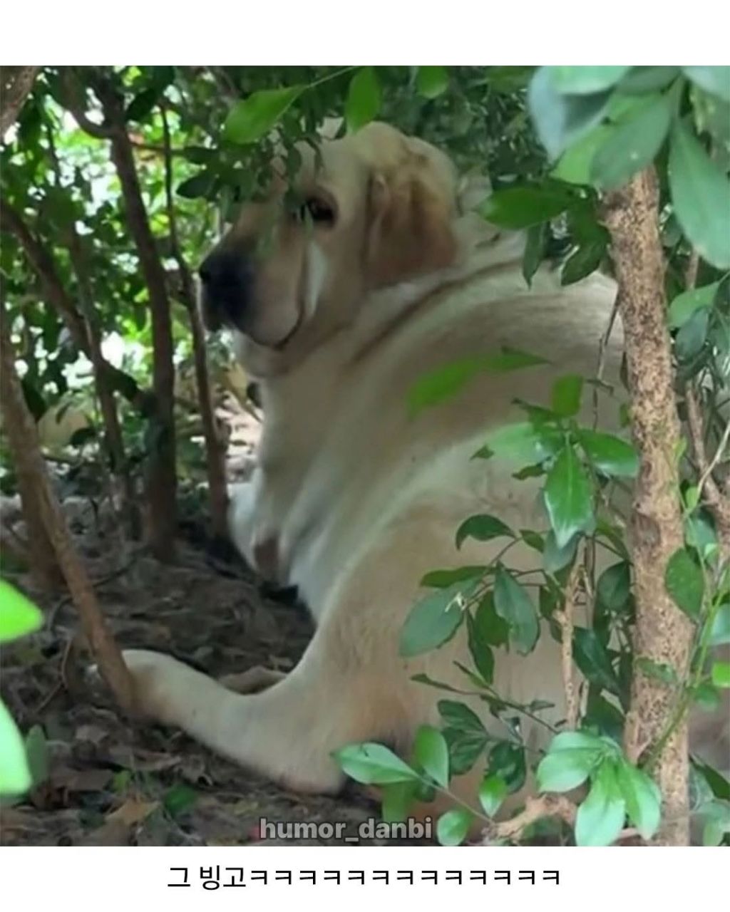 중국의 강아지에게 먹이주지말라는 표지판 | 인스티즈