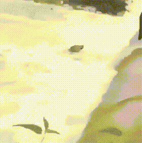 댕댕아 포기하지마.GIF | 인스티즈