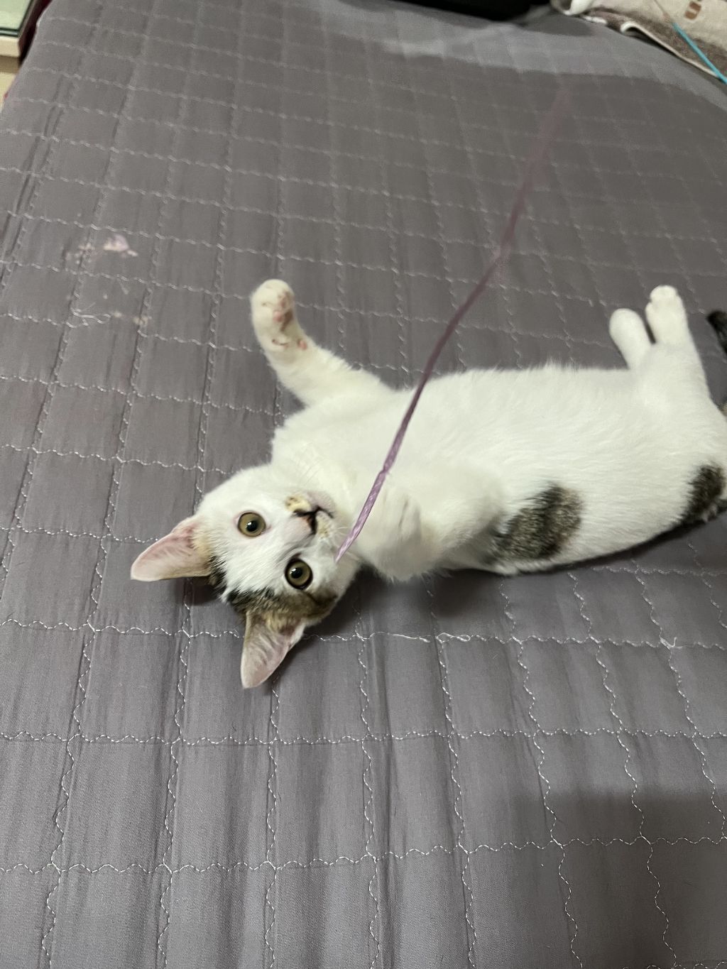 (입양홍보) 견과류 남매 중 혼자 남은 율무의 가족을 찾습니다‼️✨️🐱 | 인스티즈