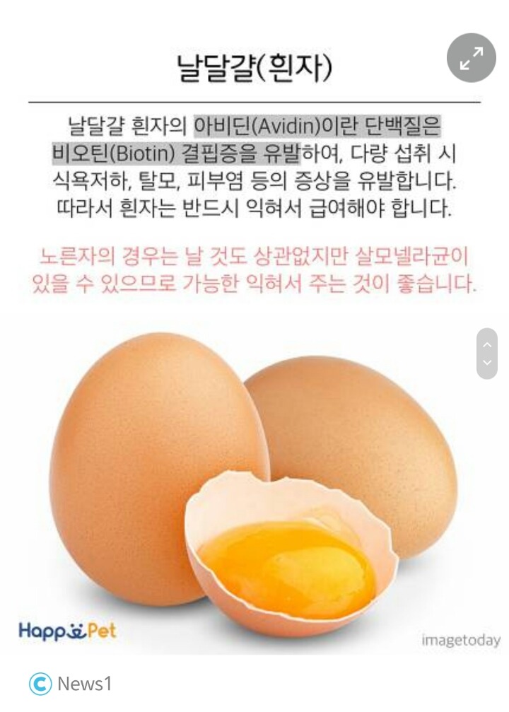 위험해요! 고양이가 먹으면 안 되는 음식들 | 인스티즈