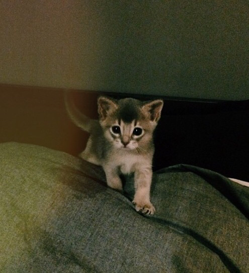 지디네 고양이.jpgif | 인스티즈