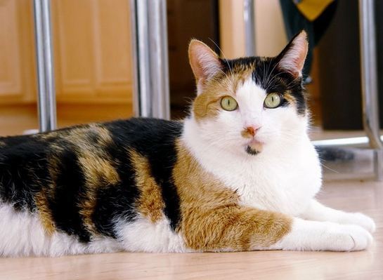 가장 흔하지만 너무나 매력적인 고양이, 코리안 숏헤어에 대하여 | 인스티즈