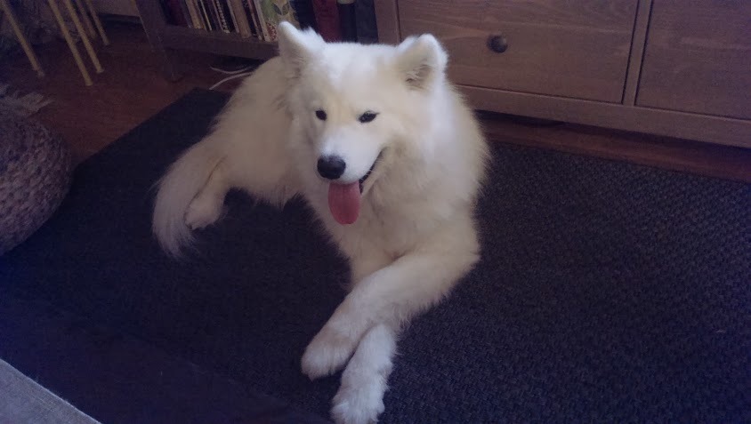 [사모예드] 하루에 빠지는 털로 옷도 짜입는다는 개 jpg | 인스티즈