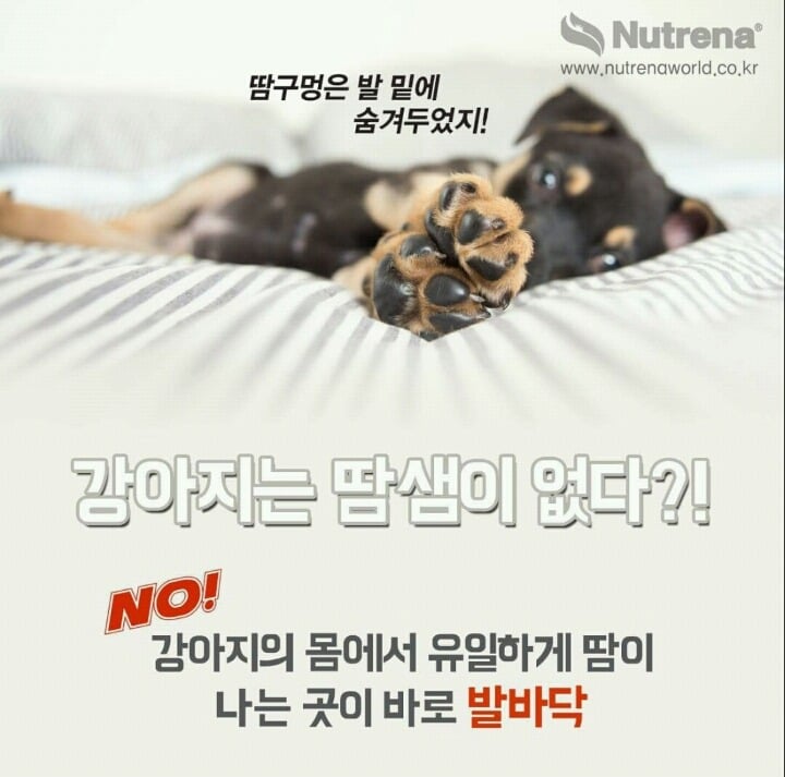 강아지 발바닥 꼬순내를 아시나요?? | 인스티즈