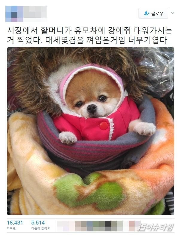 할머니들이 키우는 강아지들 한겨울 특징.jpg | 인스티즈