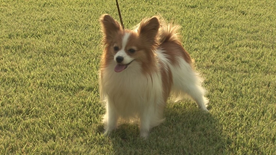 우리나라에서 유명하지만 소수만 키우는 견종 | 인스티즈