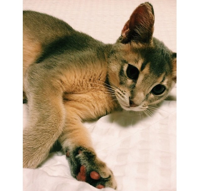 지디네 고양이.jpgif | 인스티즈