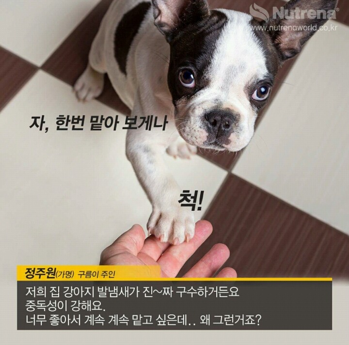 강아지 발바닥 꼬순내를 아시나요?? | 인스티즈