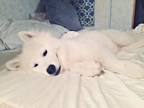 [사모예드] 하루에 빠지는 털로 옷도 짜입는다는 개 jpg | 인스티즈