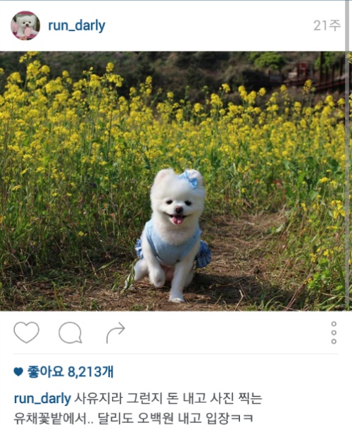 유기견에서 스타강아지가 되기까지 달리의 변화모습 | 인스티즈