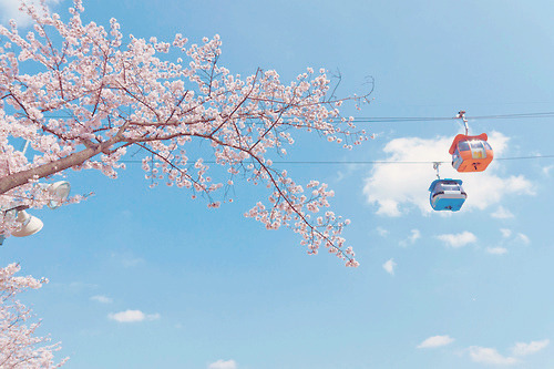  따뜻한 분위기의 일본의 봄 vs 시원하고 청량감있는 일본의 여름 | 인스티즈