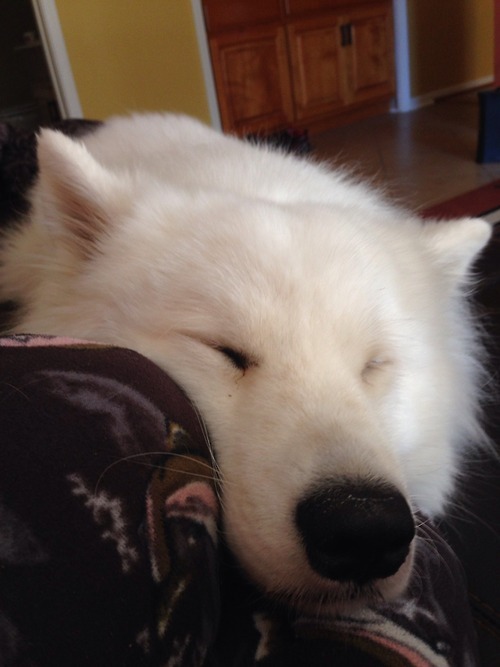 [사모예드] 하루에 빠지는 털로 옷도 짜입는다는 개 jpg | 인스티즈