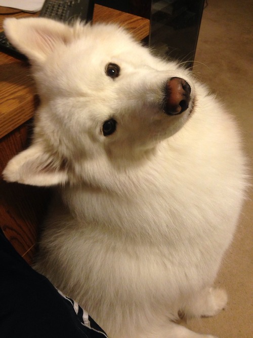 [사모예드] 하루에 빠지는 털로 옷도 짜입는다는 개 jpg | 인스티즈