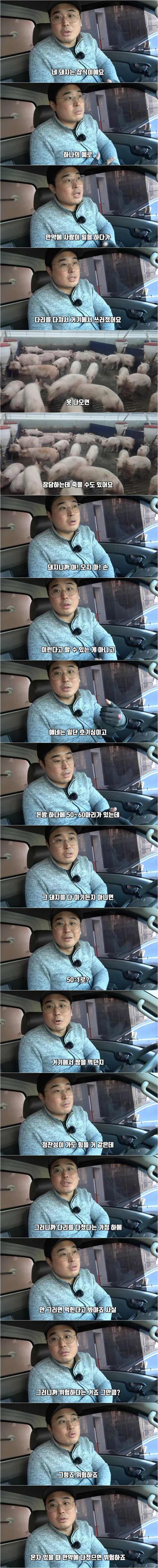 돼지 농장에서 종종 뼈다귀가 발견되는 이유 | 인스티즈