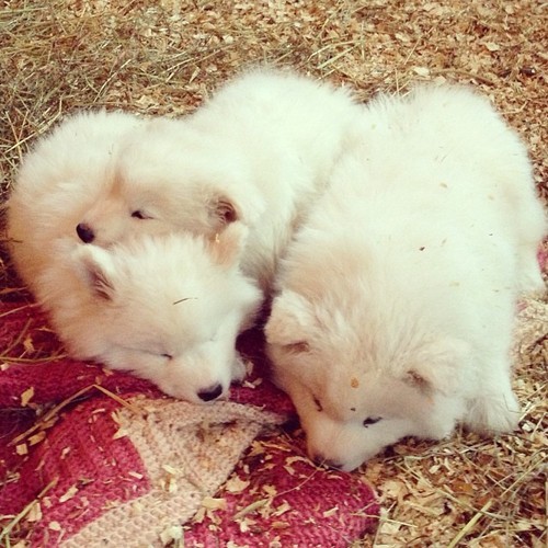 [사모예드] 하루에 빠지는 털로 옷도 짜입는다는 개 jpg | 인스티즈