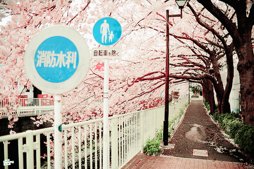  따뜻한 분위기의 일본의 봄 vs 시원하고 청량감있는 일본의 여름 | 인스티즈