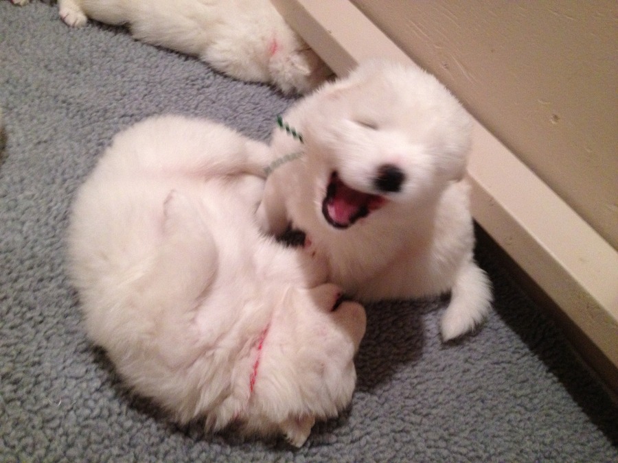 [사모예드] 하루에 빠지는 털로 옷도 짜입는다는 개 jpg | 인스티즈