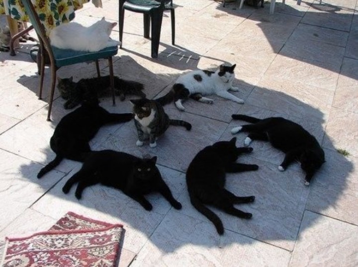 개나 고양이나 사람이나... | 인스티즈