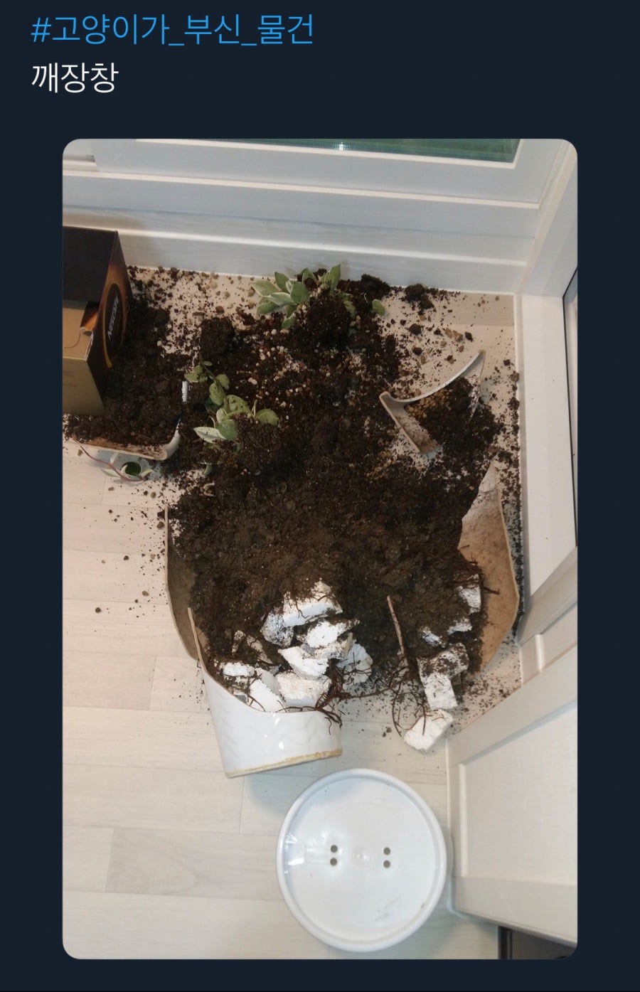 귀엽지 않았으면 멸종당했을 생물.jpg | 인스티즈