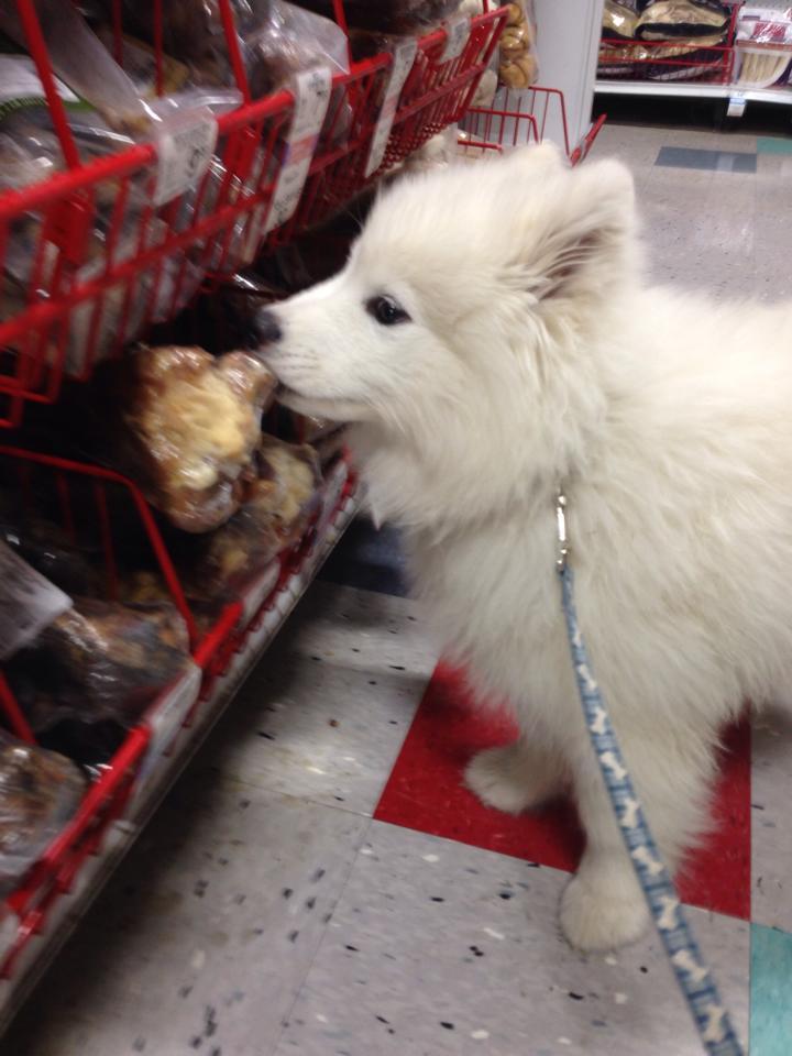 [사모예드] 하루에 빠지는 털로 옷도 짜입는다는 개 jpg | 인스티즈