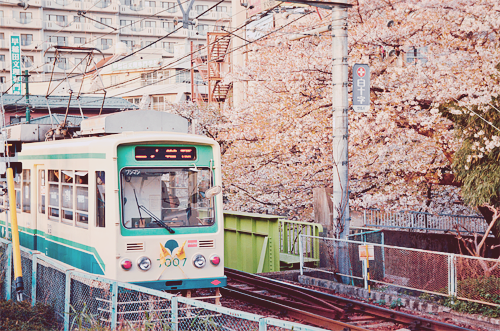  따뜻한 분위기의 일본의 봄 vs 시원하고 청량감있는 일본의 여름 | 인스티즈