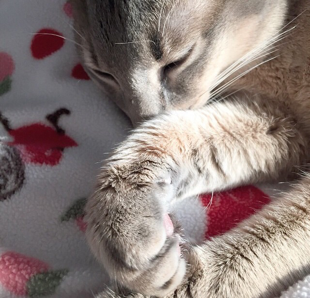 지디네 고양이.jpgif | 인스티즈